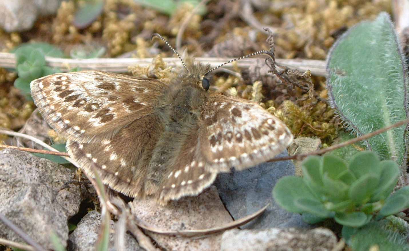 Dingy Skipper