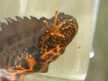 Great Crested Newt