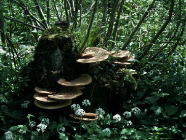 Fungi in a ASNW