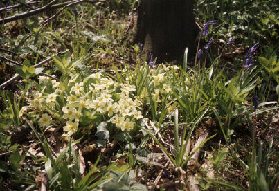 Primroses in ASNW
