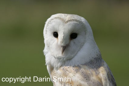 Barn Owl