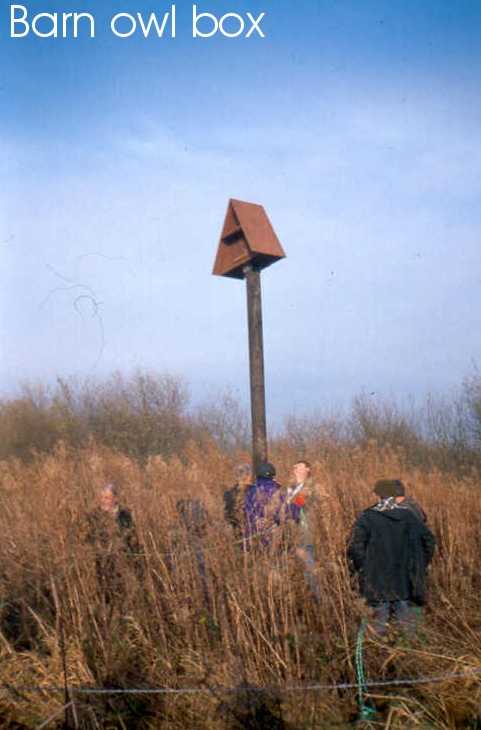 Barn Owl Box