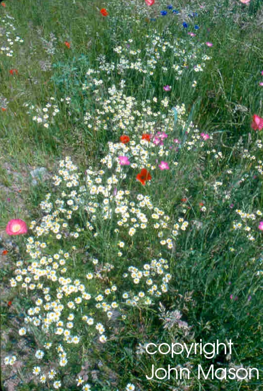 Cereal field margin