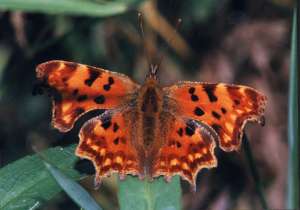 Comma
