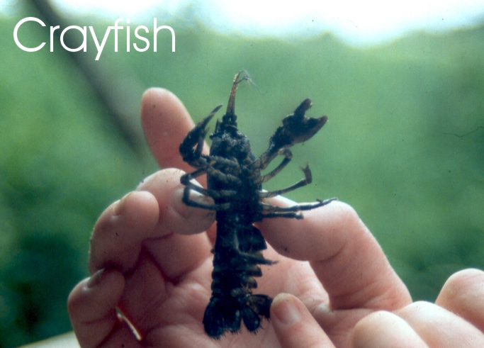Crayfish