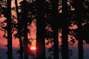 Forest views