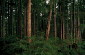 Forest views