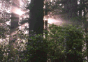 Forest views