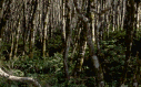 Forest views