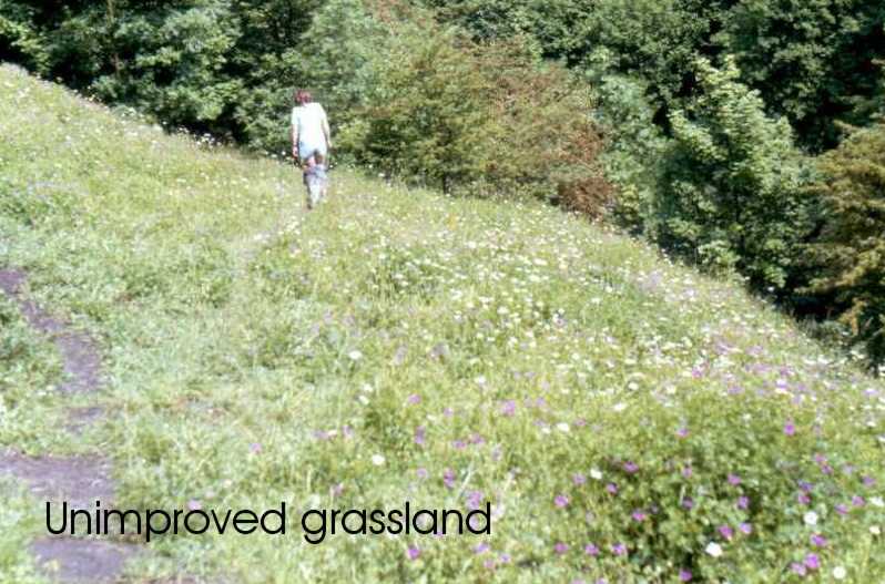 Unimproved grassland