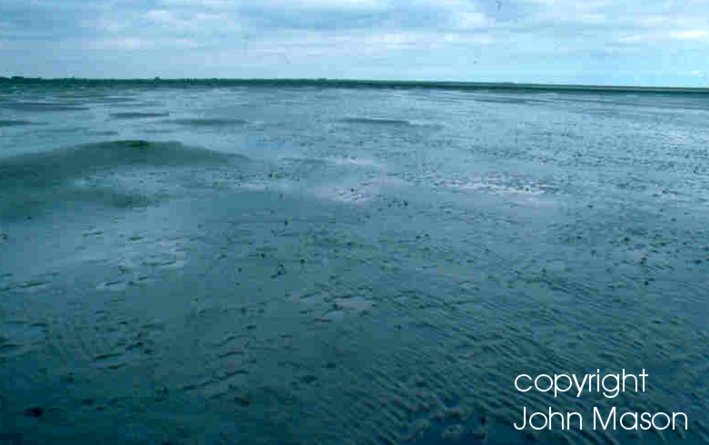 Mudflats