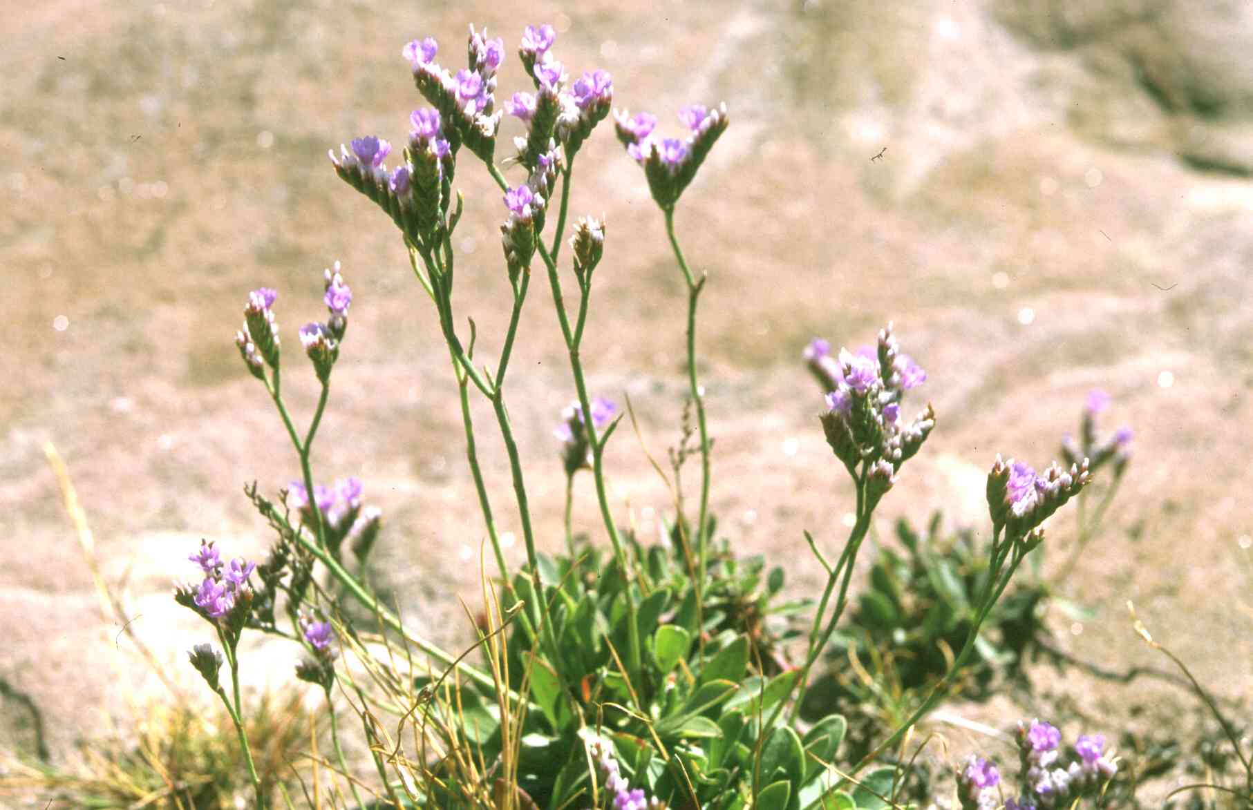 Rock Sea-lavender