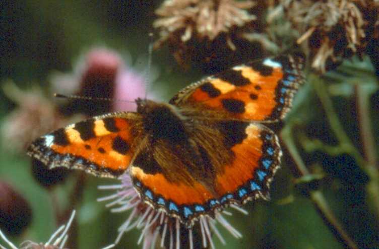 Small tortoiseshell