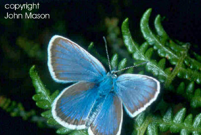 Silver-studded Blue
