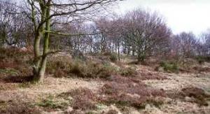 HEATHLAND