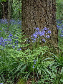 Bluebells by an Oak