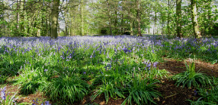 Bluebell carpet