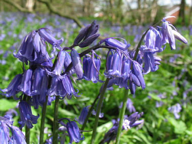 Bluebell