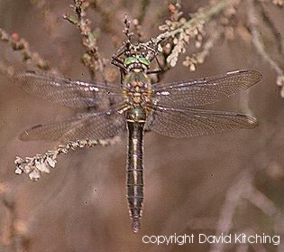 Downy Emerald
