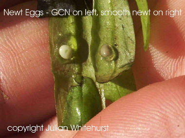 Newt eggs - GCN on left, smooth newt on right