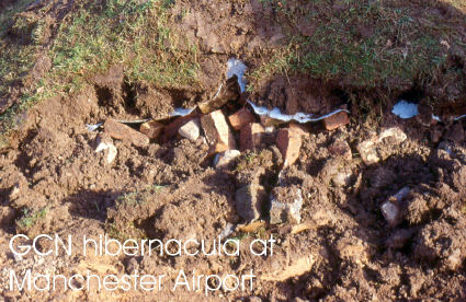 GCN hibernacula at Manchester Airport