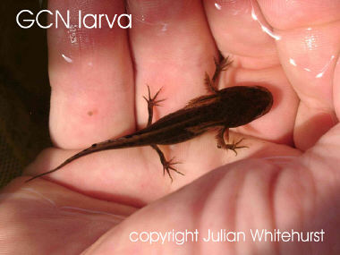 GCN larva
