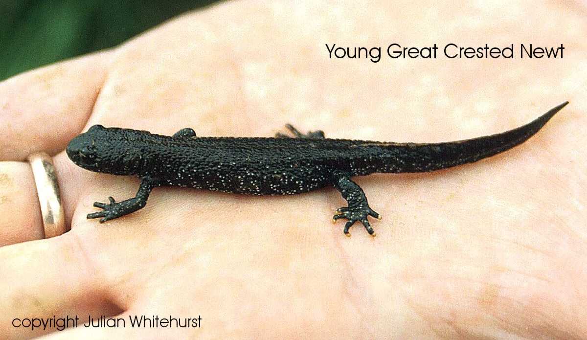 Young GCN
