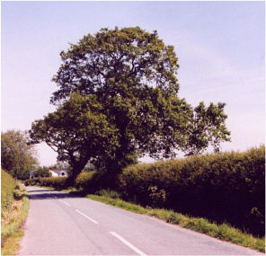 Roadside hedgerow