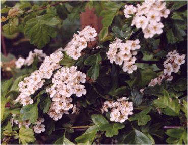 Blackthorn
