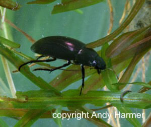 Lesser Silver Water Beetle, copyright Andy Harmer