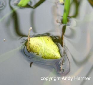 Lesser Silver Water Beetle cocoon