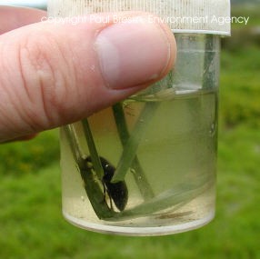 Lesser silver water beetle in a pot