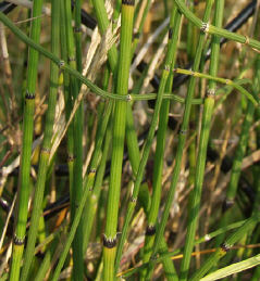 Close-up of Mackays Horsetail