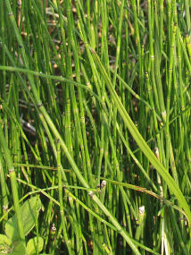 Stems of Mackays Horsetail
