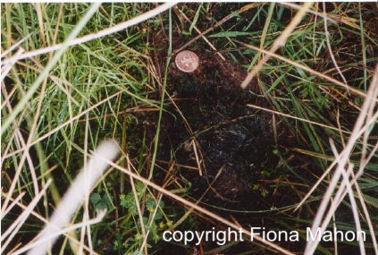 Otter spraint