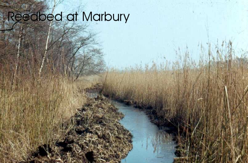 Marbury reedbed