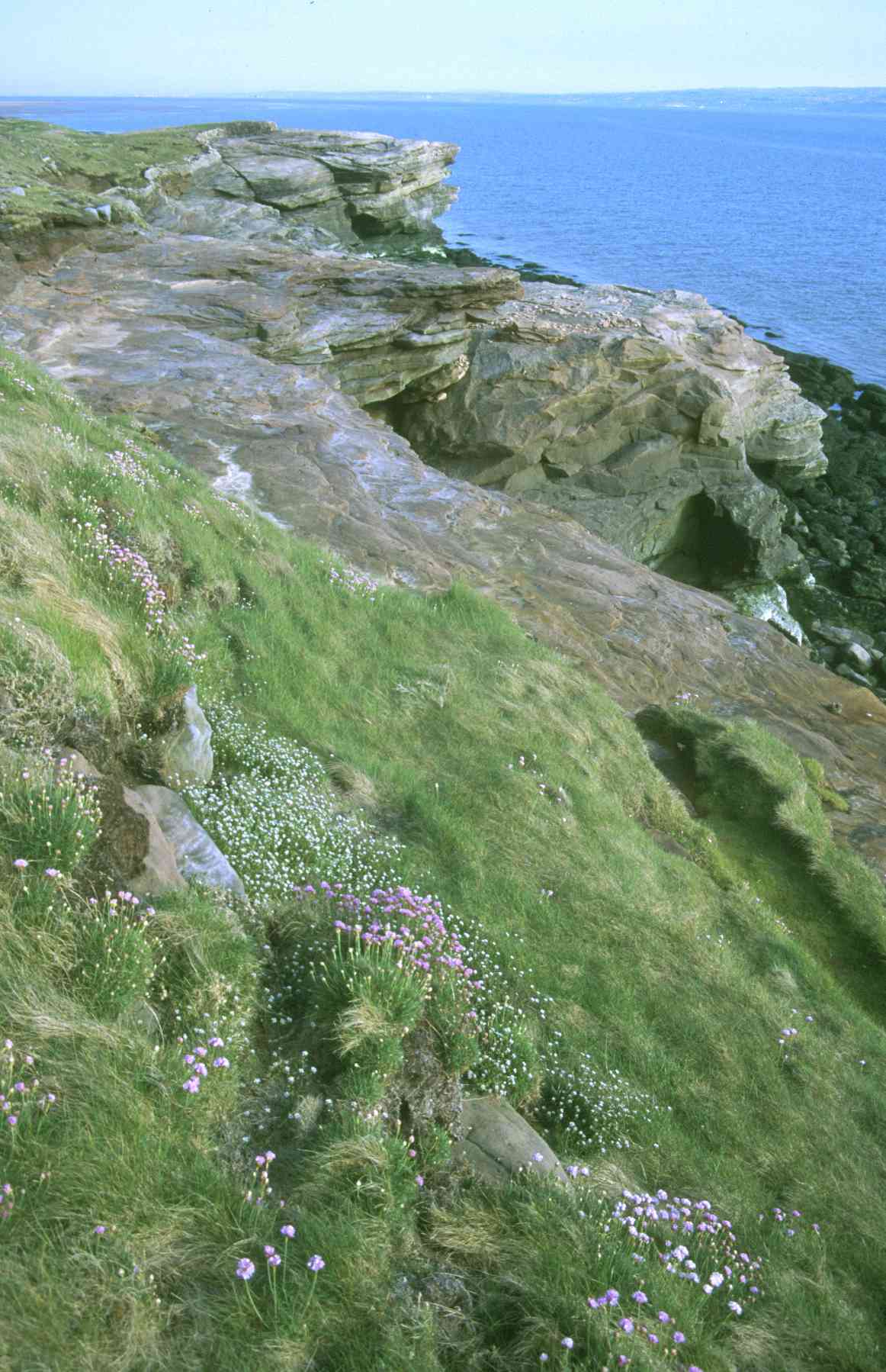 Maritime cliff and slope habitat