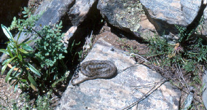 Adder sunbathing
