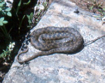 Adder