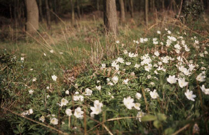 Woodland flowers