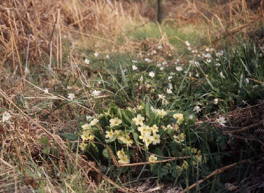 Flowers in an ASNW