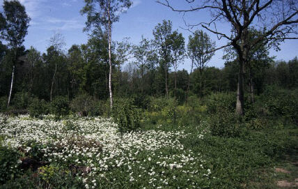 View of a woodland