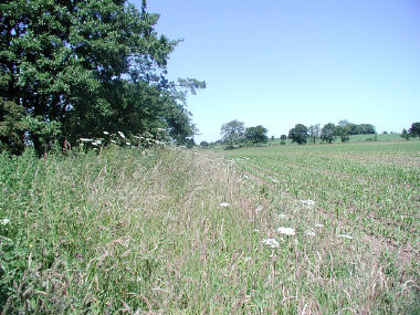 Field view