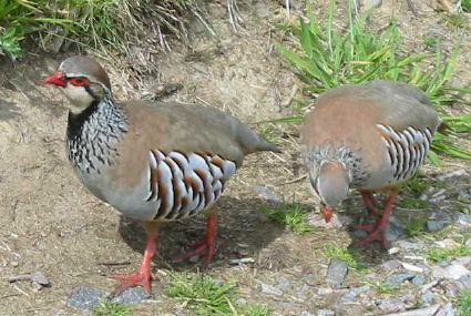 Partridge
