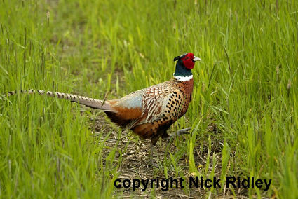 Pheasant