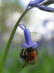 Bee and Bluebell