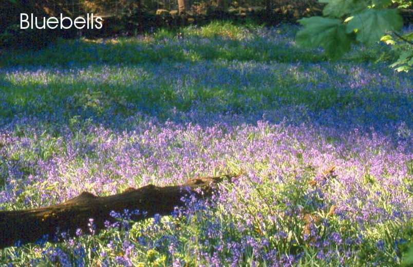 Bluebells in a wood