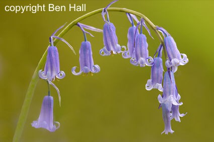 Bluebells