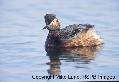 Black Necked Grebe