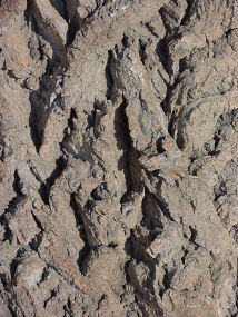 Black Poplar bark